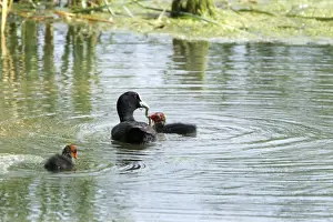 Coot - adult with chick. Nature reserve of Aiguamols - Spain