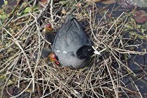 Coot - adult wth chicks at nest
