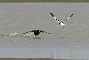 Coot and Avocet - Coot chasing Avocet (Recurvirostra avosetta)