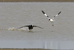 Images Dated 24th May 2005: Coot and Avocet - Coot chasing Avocet (Recurvirostra avosetta)