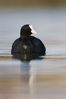 Images Dated 5th April 2009: Coot - Bowesfield Nature Reserve - Cleveland - UK