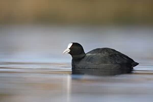 Images Dated 5th April 2009: Coot - Bowesfield Nature Reserve - Cleveland - UK