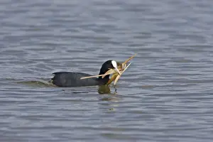 Coot - Carrying nest material - Norfolk UK