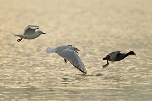 Images Dated 28th January 2012: Coot being chased by Black-headed Gull (Larus ridibundus)