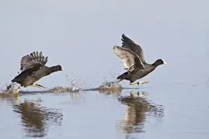 Pursuit Prints: Coot - two chasing across water - Cley - Norfolk - UK 12335