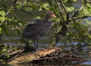 Coot chick standing next to nest site