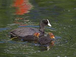 Coot - with chicks