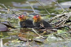 Coot - two chicks at nest edge