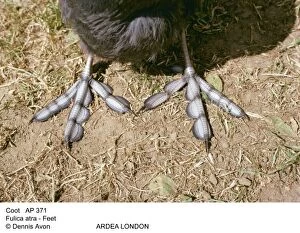 COOT - Close-up of feet
