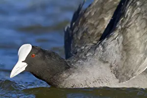 Coots Prints: Coot - close up on water - Hertfordshire UK 9212