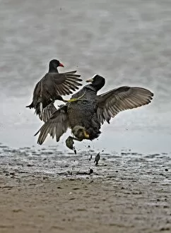Coot - Coot and Moorhen (gallinula chloropus) - fighting