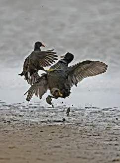 Coot - Coot and Moorhen {gallinula chloropus } - fighting. Norfolk UK