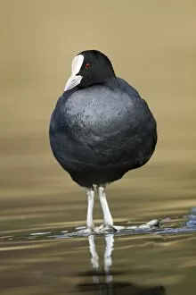 Images Dated 19th February 2011: Coot - Cornwall - UK