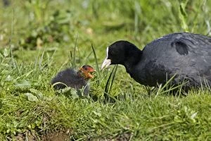 Images Dated 28th May 2006: Coot - Feeding chick - Norfolk UK
