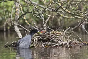 Coots Prints: Coot - feeding youngster on nest - Hertfordshire UK 9540