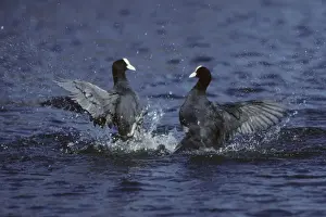 Coot - fighting Norfolk, UK BI002239