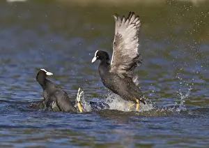 Coots Prints: Coot - two fighting on water - Hertfordshire UK 9234