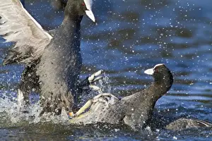 Coots Prints: Coot - two fighting on water - Hertfordshire UK 9258