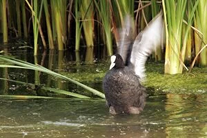 Coot - flapping wings