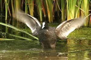 Coots Prints: Coot - flapping wings. Nature reserve of Aiguamols - Spain