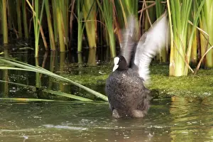 Coot - flapping wings. Nature reserve of Aiguamols - Spain