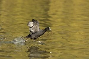 Atra Gallery: Coot in flight taking off with nesting material