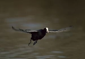 Atra Gallery: Coot - flying across water
