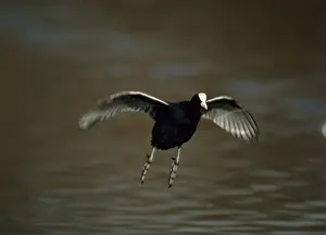 Coots Prints: Coot - flying across water Slimbridge, Gloucester, UK BI004452