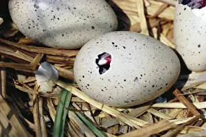 Hatching Prints: Coot HDD 328 Hatching series 1 of 7 Fulica atra © Hans D. Dossenbach / ardea. com