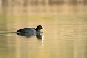 Coots Prints: Coot - Monieux Vaucluse - Provence - France