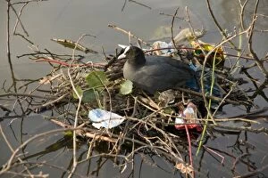 Images Dated 25th March 2011: Coot - nest in city park - female on nest