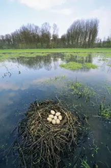 Coots Prints: Coot - nest with eggs in habitat