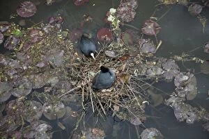 Coot - pair at nest on lake
