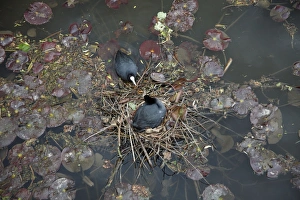Images Dated 19th May 2010: Coot - pair at nest on lake - Hessen - Germany