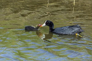 Images Dated 11th February 2019: Coot - parent feeding chick on lake, Island of Texel, The Netherlands Date: 11-Feb-19