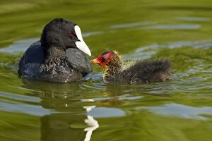 Coot - Parent feeding young chick
