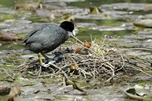 Coot - parent at nest tending chicks