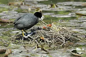 Coots Prints: Coot - parent at nest tending chicks - Hessen - Germany