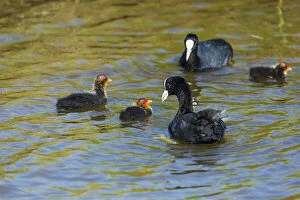 Atra Gallery: Coot - parents with chicks feeding on lake, Island of Texel, The Netherlands  Date: 11-Feb-19