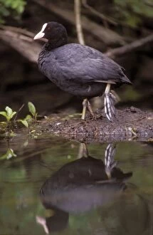 Images Dated 25th June 2004: Coot With reflection in water