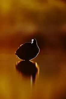Coot - rim-lit by light from the rising sun on the horizon