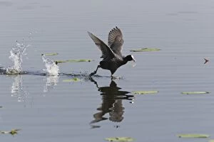 Images Dated 24th May 2012: Coot - running across surface of lake