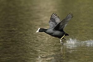 Coot - running across surface of lake