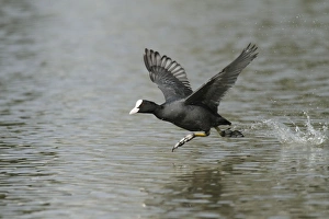 Images Dated 2nd April 2010: Coot - running across surface of lake - Hessen - Germany