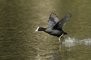 Images Dated 2nd April 2010: Coot - running across surface of lake - Hessen - Germany