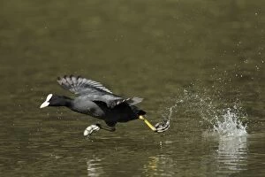 Images Dated 2nd April 2010: Coot - running across surface of lake - Hessen - Germany