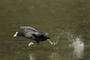 Images Dated 2nd April 2010: Coot - running across surface of lake - Hessen - Germany