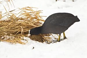 Coot - in snow