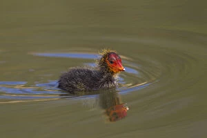 Coot - swimming chick - Germany