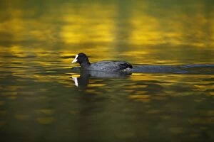 Images Dated 19th April 2010: Coot - swimming across lake